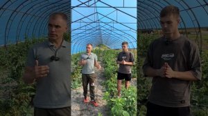 Выращивание малины в теплице . Сорта, подкормки и друг?