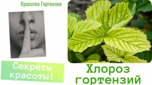 Хлороз гортензии