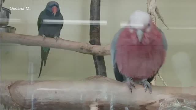 Южно-Сахалинский зоопарк, 2023 год.mp4