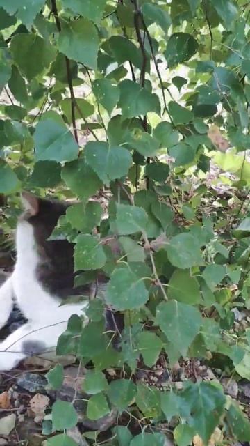 котик отдыхает под берёзой #котопупсик #котик #кот #ого смотреть онлайн