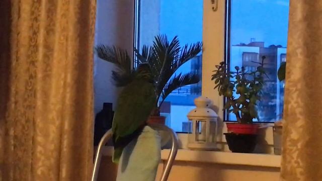 Бомбически Прикольный Ржач попугая Карла Ленина смотреть онлайн