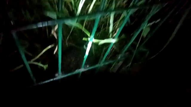 Ночью собаки устроили переполох у дальнего края выгул смотреть онлайн