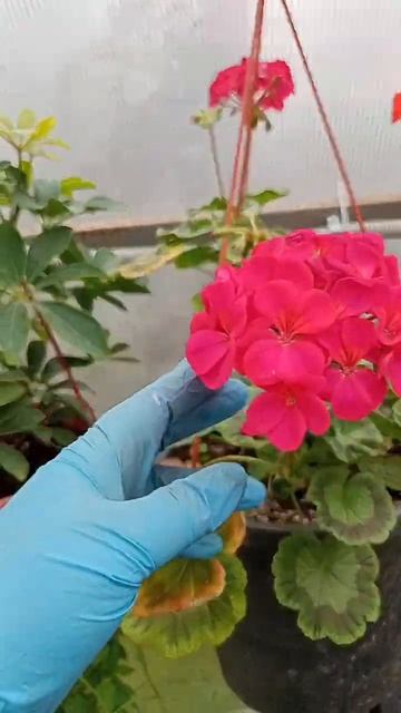 6 мая ,сезон 2024.продолжение,малая теплица смотреть онлайн