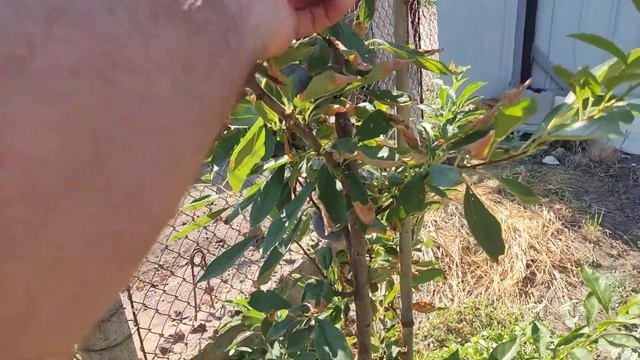 Слива Бербанк Гигант. Первое плодоношение.