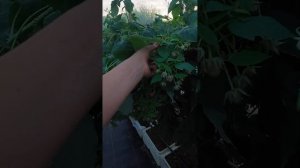 Малина Полонез