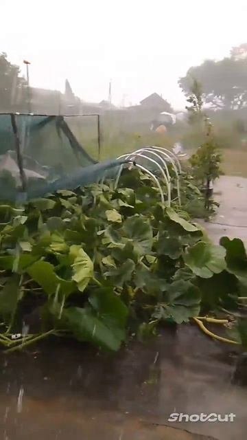 Экстремальное Садоводство. Ураган в саду. #ураган #лив?