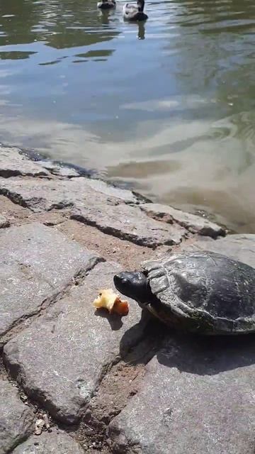 #озеро #парк #отдых #для всех  #качели #argentina  #shorts