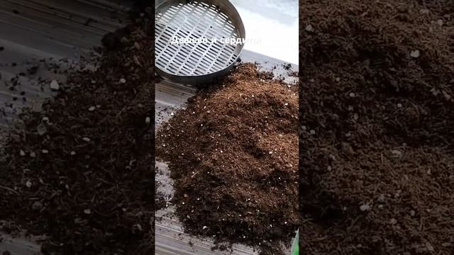 Петуния из своих семян! Минимум затрат! #shorts #петуния #п смотреть онлайн