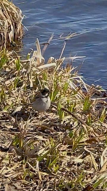 Камышовая овсянка