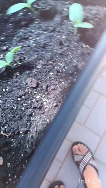 мини огород 2 часть смотреть онлайн