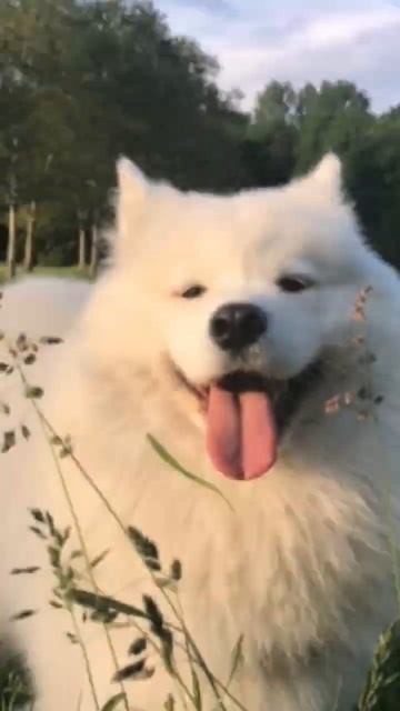 это собака породы самоед