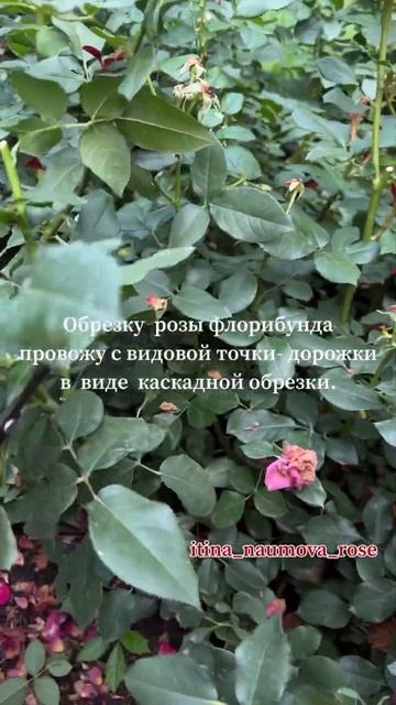 ЛЕТНЯЯ ОБРЕЗКА РОЗЫ ФЛОРИБУНДА. #иринанаумова # #цветы смотреть онлайн