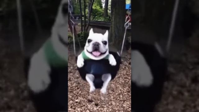 собака на качелях мем смотреть онлайн