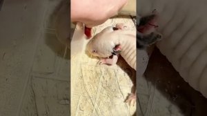 Аксолотль содержание и уход. Чем можно кормить аксоло?