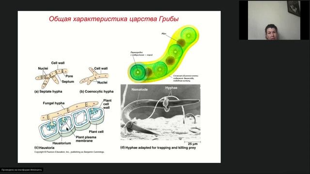 Онлайн-школа СПбГУ 2023/2024. 7 класс. Биология. 04.05.2024 смотреть онлайн