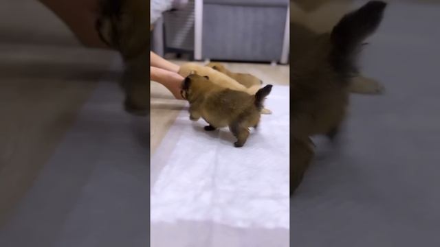 Малыши шпица 23.04.2024