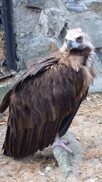 Птичку повело в Новосибирском зоопарке:)