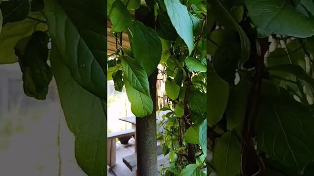 Деревенская беседка. Часть 3. Плетень #беседка #беседка смотреть онлайн