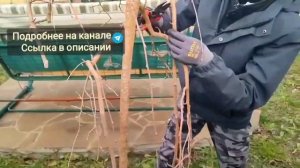 Обрезка плакучей шелковицы