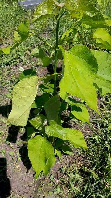 Катальпа из семян 22 июня 2024 г Белгородская обл #каталь смотреть онлайн