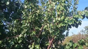 Дача, обрезка потихоньку ВИШНЯ ЧЕРНОКОРКА заготовка д