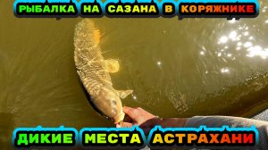 Ловим САЗАНА на дедовскую снасть. Рыбалка в Астрахани 2025