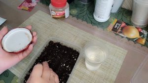 Табак крылатый Саратога. Посев табака