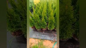 Растим туи в один ствол, формировать начинаем с самого