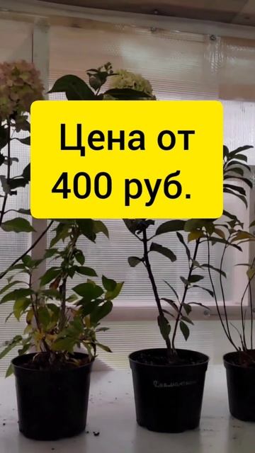 Питомник #саженцы #гортензии#почтой#Whatsapp +79026881386 смотреть онлайн