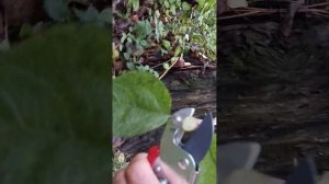 Секатор с наковальней Wolf Garten RS EN