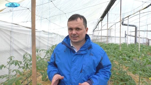 Хотите вырастить ранние томаты и ещё не пробовали это? смотреть онлайн