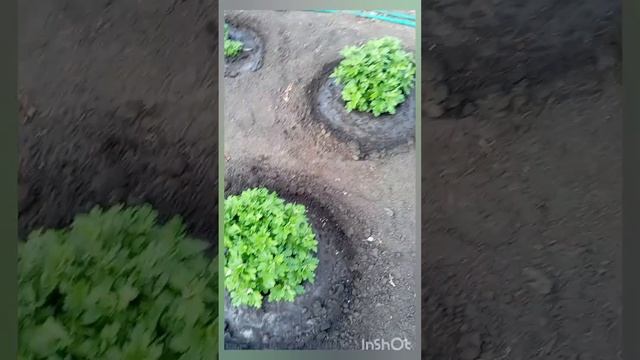 Мультифлора. Вторая подкормка азотом.