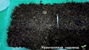 Правильная посадка кохии и бахатцев семенами.