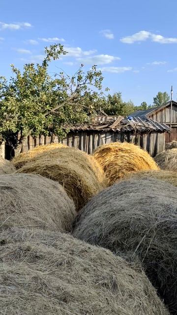 Обзор на деревянный сарай #сарай #деревнядураков #село смотреть онлайн