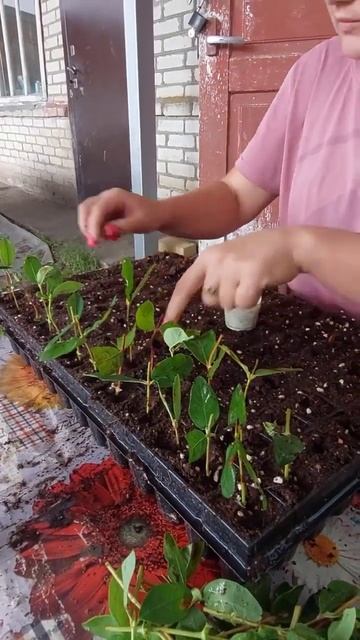 Укореняем черенки жимолости смотреть онлайн