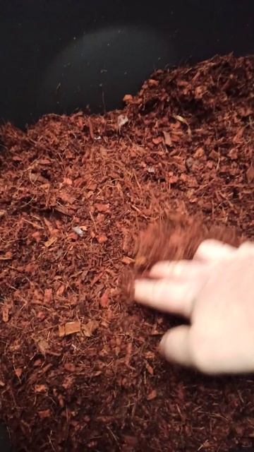 Кокосовый грунт смотреть онлайн