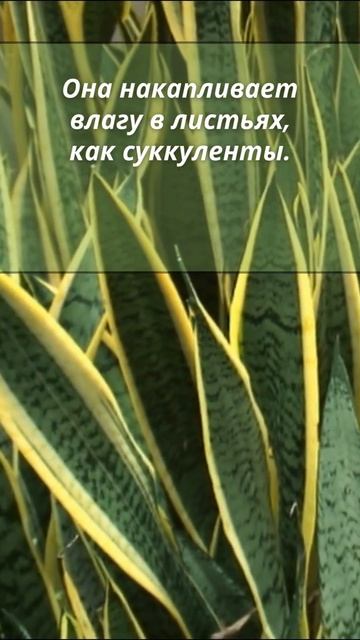 Сансевиерия способна выжить без полива до месяца. смотреть онлайн