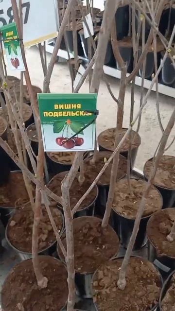 Смотрим саженцы в леруа мерлен.Наличие на 17 апреля. смотреть онлайн