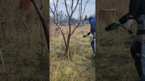 Персик ! Весенняя обработка медным и железным купорос?