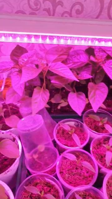 #перец Перевалка🌱🌱 смотреть онлайн