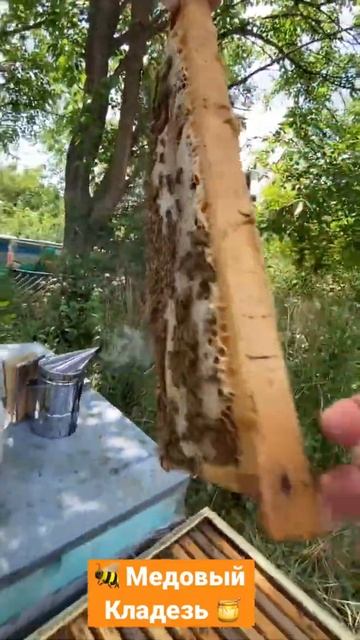 Медовая рамка! Сколько в ней мёда 🍯😋 смотреть онлайн