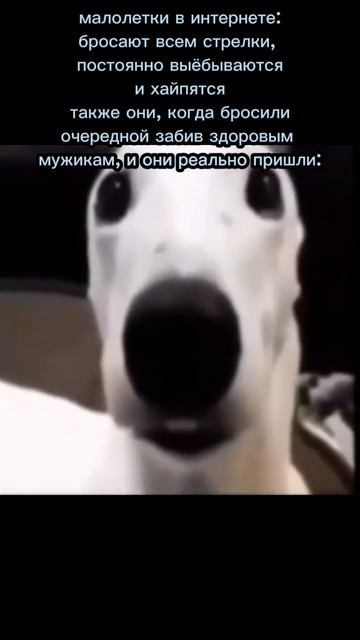 малолетки би лайк: #мем #рекомендации #собаки