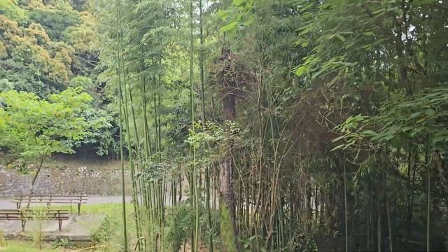 Сухумская гора. Вид с обзорной точки