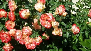 Роза флорибунда "Юбилей принца Монако". Второе цветени