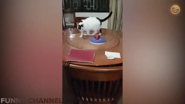 ПОДБОРКА ПРИКОЛОВ ИЮЛЬ СМЕШНЫЕ ВИДЕО 2019 ЛУЧШИЕ ПРИКОЛЫ ржака угар жесть ржач ржака до слез #132 смотреть онлайн