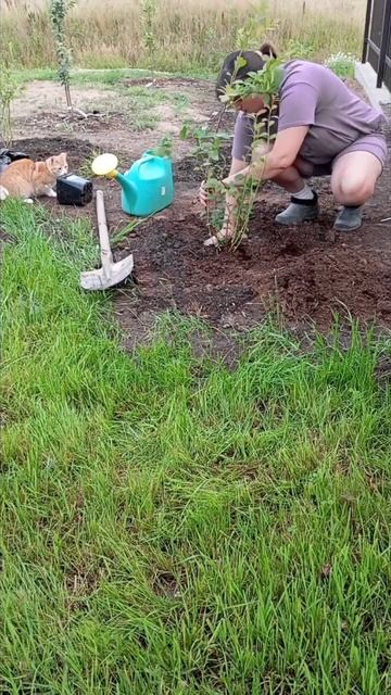 Посадка голубики🌿 Добавлен специальный грунт. Из лет смотреть онлайн