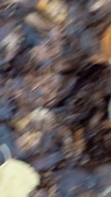 белый #деревня #дача #грибы #сад #россия #белыегрибы #ог? смотреть онлайн