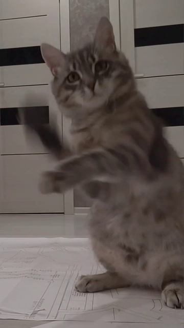 Барсик помогает мне шить😏 #cat #cats #catshorts #cute #котенок #ко