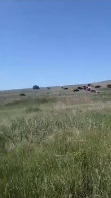уральские горы оренбургская область наше стадо