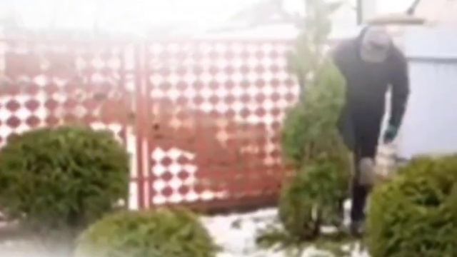 Зимнее время - самый удачный период для декоративной с смотреть онлайн